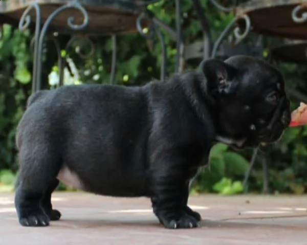  cucciolo di bulldog - bouledogue francese | Foto 0