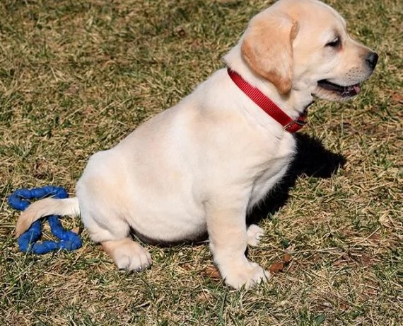 bello labrador , maschio e femmina, in regalo