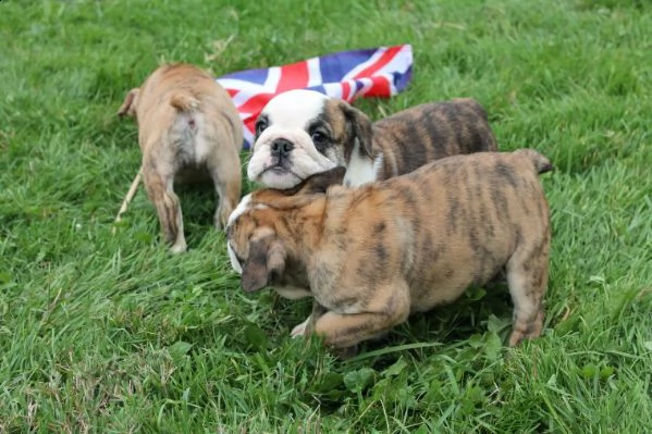 regalo bulldog inglese cuccioli disponibili