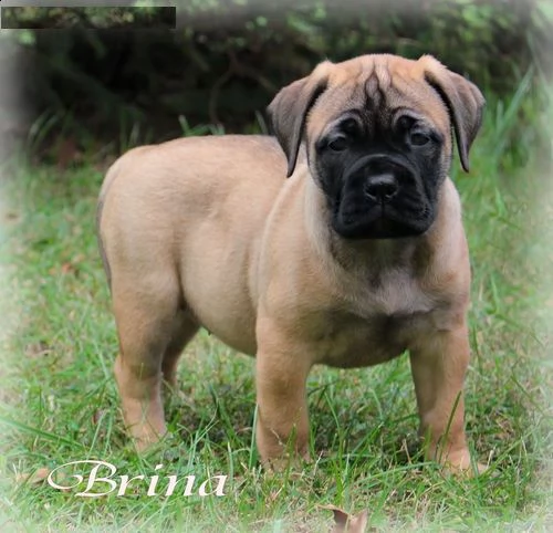 regalo abbiamo cuccioli di bullmastiff