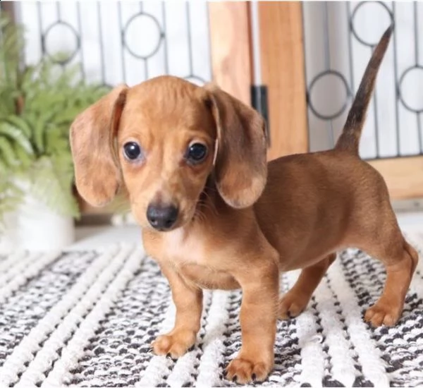 bassotto nano cuccioli di 90 giorno