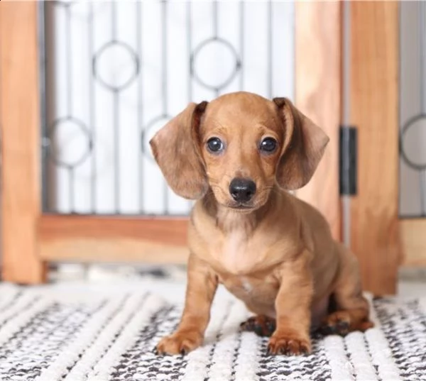 bassotto nano cuccioli di 90 giorno | Foto 2