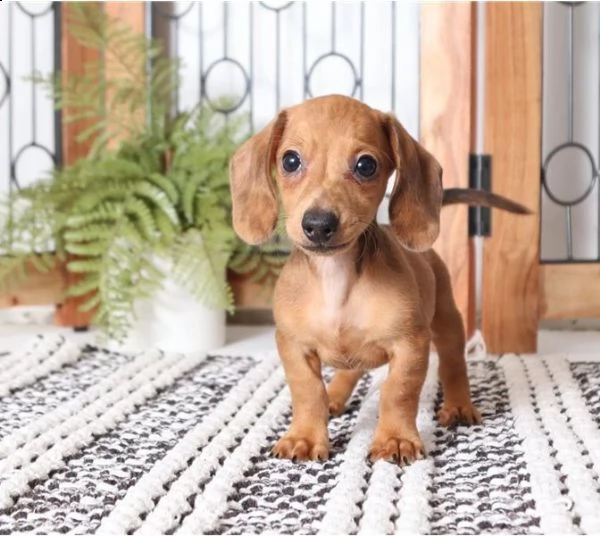 bassotto nano cuccioli di 90 giorno | Foto 1