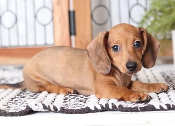 bassotto nano cuccioli di 90 giorno | Foto 0