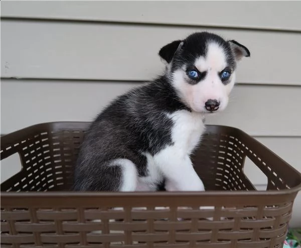 meravigliosi cuccioli di siberian husky occhi blue | Foto 1