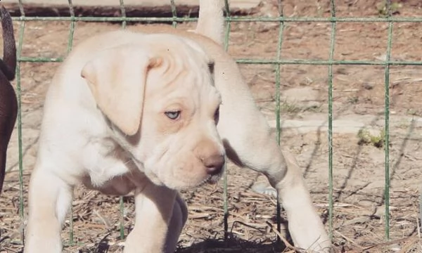 disponibili splendidi cuccioli di pitbull