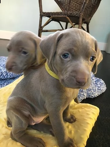 cuccioli di razza weimaraner disponibili con pedigree.