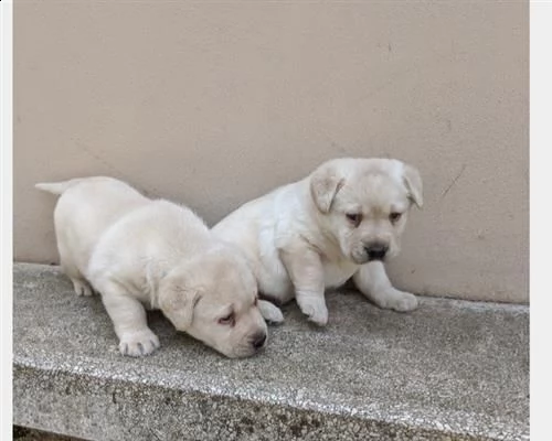 labrador  | Foto 0