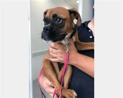 rory, cucciola di boxer in cerca di famiglia  | Foto 0