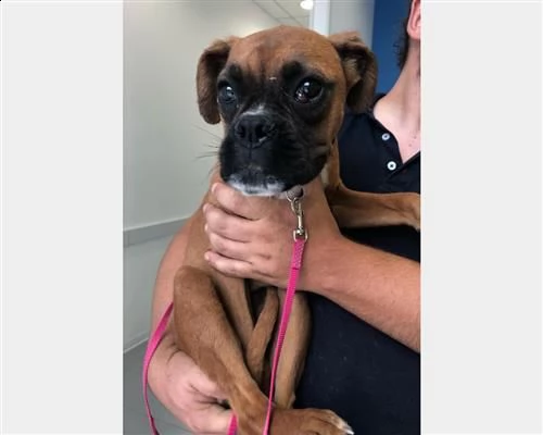 rory, cucciola di boxer in cerca di famiglia 