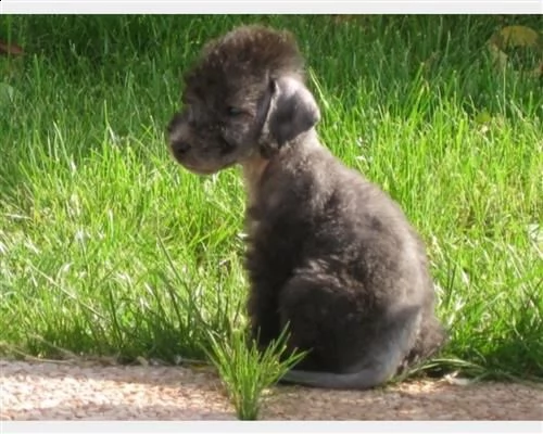 cuccioli di bedlington terrier | Foto 0