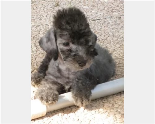 cuccioli di bedlington terrier