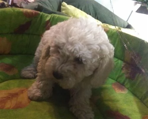 bichon frisee cuccioli | Foto 0