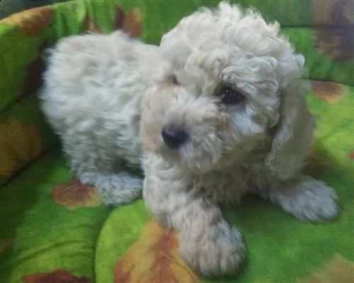 bichon frisee cuccioli