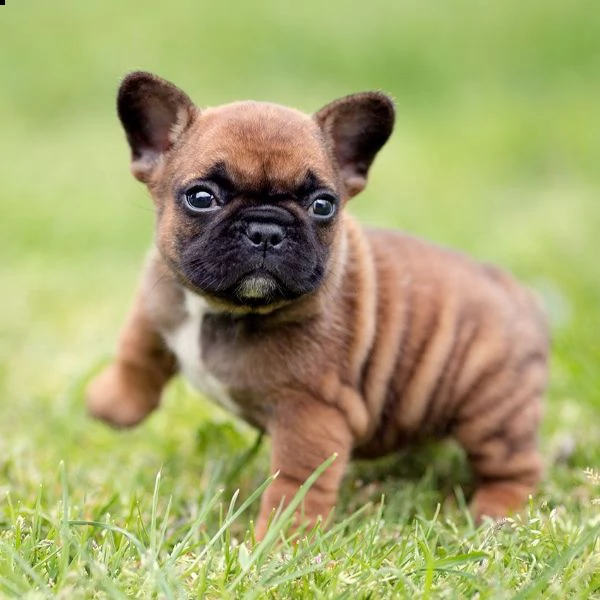 splendidi cuccioli di bulldog francese akc registrati disponibili.