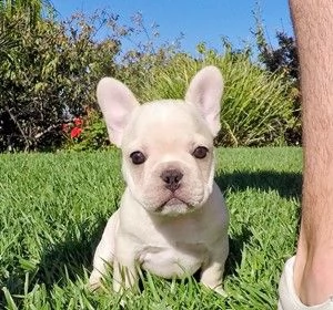 splendidi cuccioli di bulldog francese akc registrati disponibili. | Foto 0