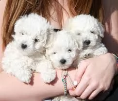 offro in regalo bolognese cuccioli con pedigree . cuccioli di  bolognese siamo urgentemente alla ric