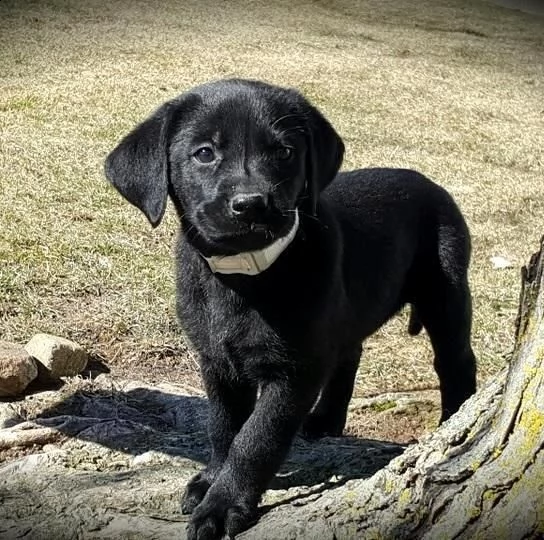 fantastici cuccioli di labrador in regalo