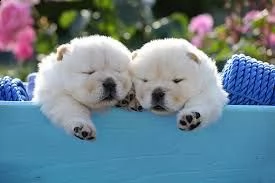 cucciolo di chow chow tenerissimi intrigantissimi e buonissimi di 70 giorni sia maschi che femmina o