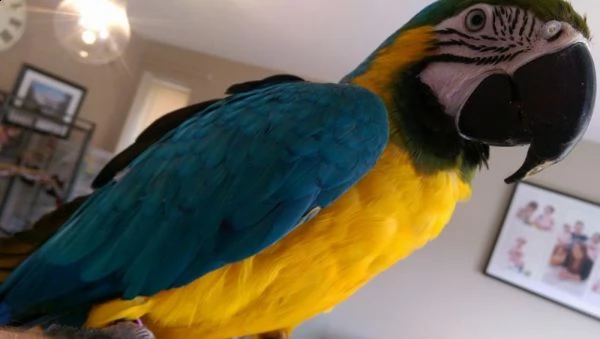 ara pappagalli in cerca di nuove case