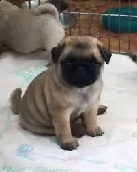 cuccioletto di carlino eccellentissimo 