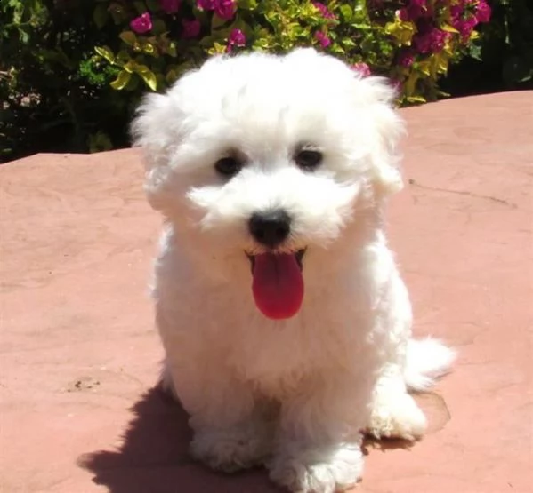 cuccioletto di bichon eccellentissimo 