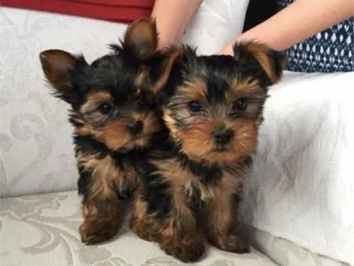 cuccioletto di yorkshire eccellentissimo 