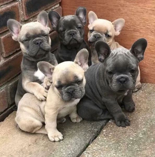 cuccioletto di french bulldog eccellentissimo 