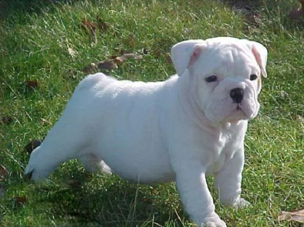 cuccioletto di english bulldog eccellentissimo 