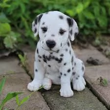 cuccioletto di dalmata eccellentissimo 