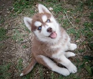 cuccioletto di  husky eccellentissimo 