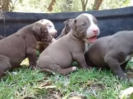 cuccioletto di pitbull eccellentissimo 