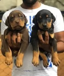cuccioletto di doberman  eccellentissimo 