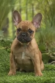 cuccioletto di english bulldog eccellentissimo 