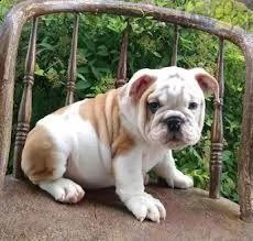 cuccioletto di english bulldog  eccellentissimo 