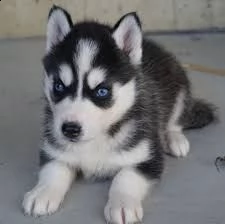 cuccioletto di husky  eccellentissimo 