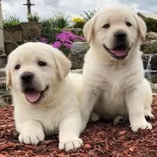 cuccioletto di labrador eccellentissimo 