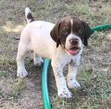 cuccioletto di pointer eccellentissimo 