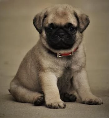 cuccioletto di carlino eccellentissimo 
