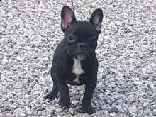 vendita bouledogue francese & bulldog francese simil porcellino 