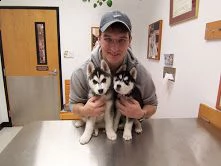 vendita cucciolo vendita cucciolo di pomsky e altre razze