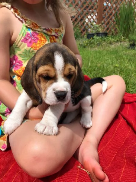 cuccioli di beagle fantastici per adozione gratuita | Foto 0