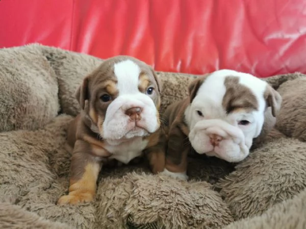 simpatici cuccioli bulldog inglese disponibili