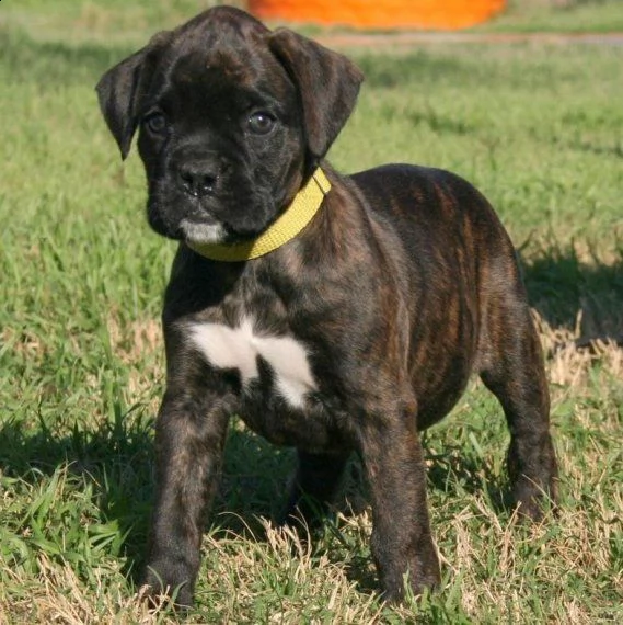 regalo cuccioli di boxer