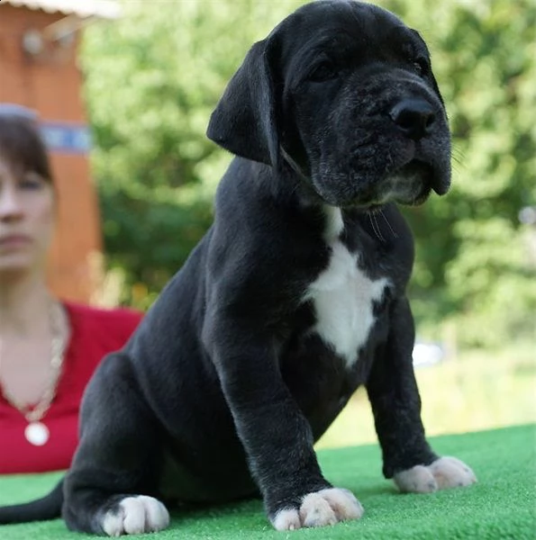 regalo adorabili cuccioli alano 