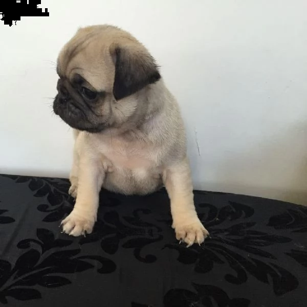 regalo carlino