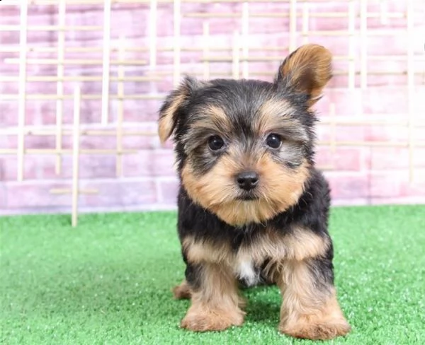 yorkshire terrier yorkie piccolo di 3 mesi | Foto 1