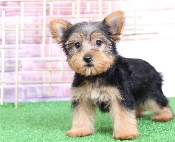 yorkshire terrier yorkie piccolo di 3 mesi | Foto 0