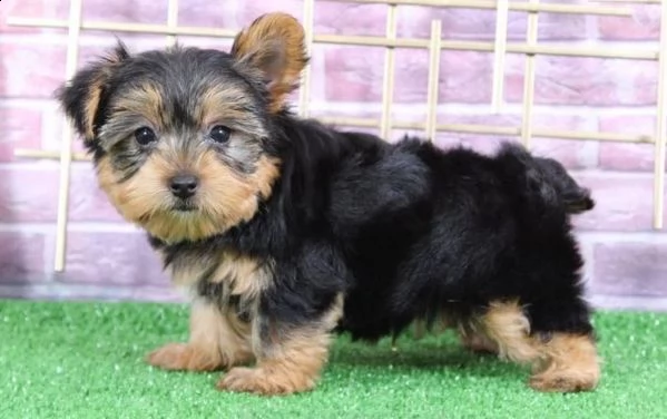yorkshire terrier yorkie piccolo di 3 mesi