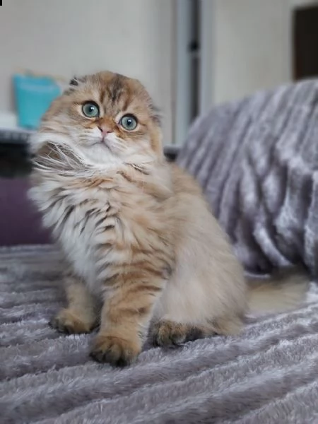 scottish fold gattini | Foto 2